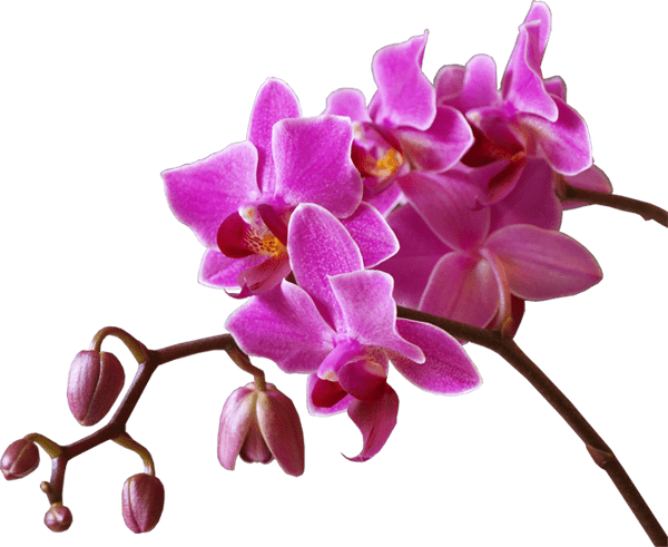 flower-transparent2-small